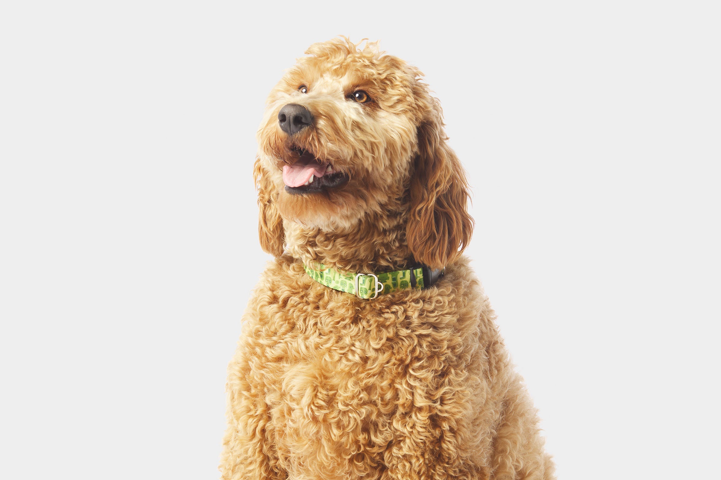 ParaNorman Zombie Collar