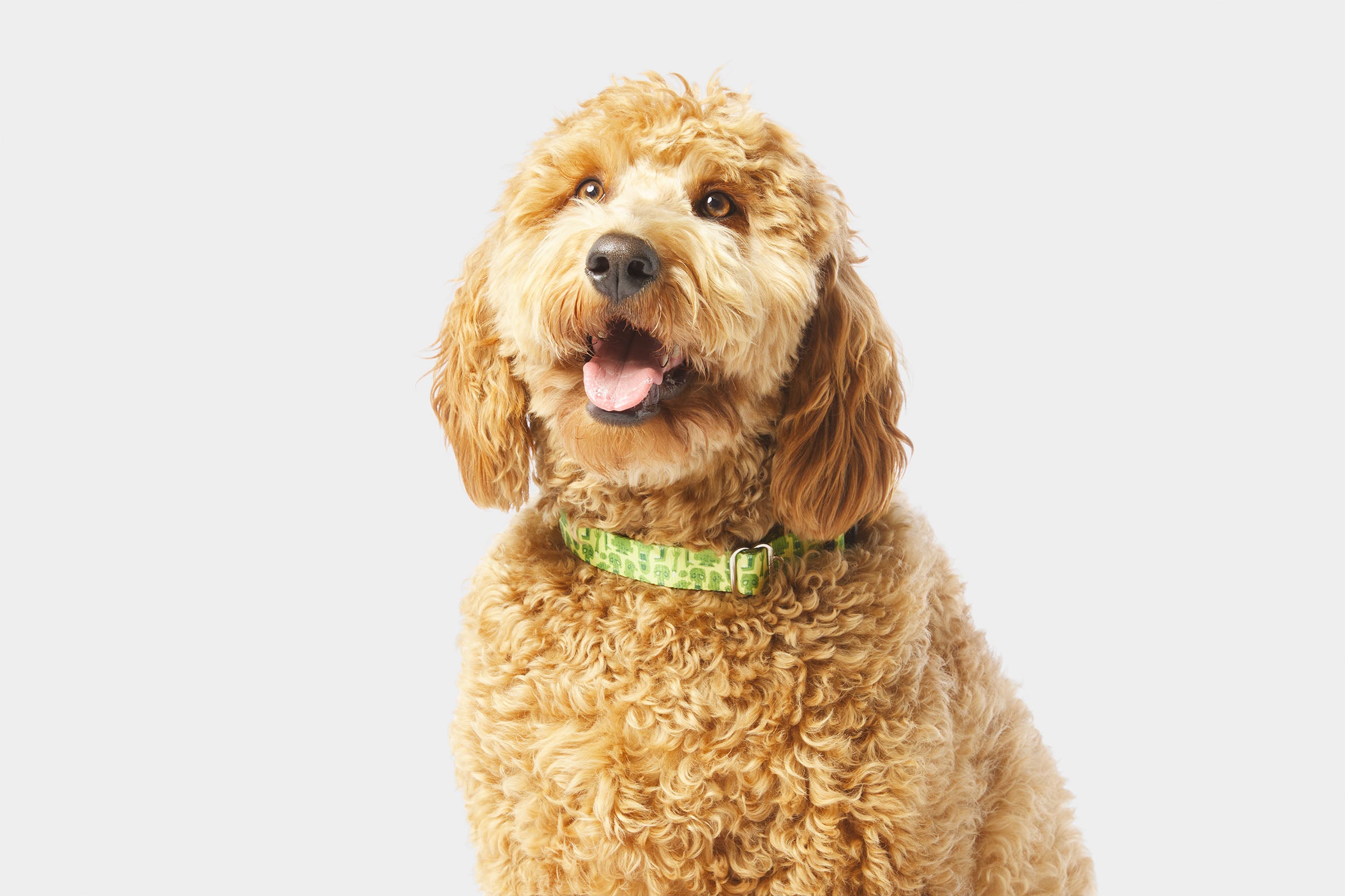 ParaNorman Zombie Collar