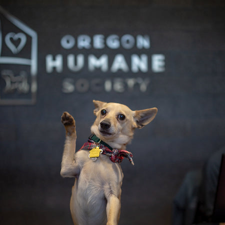 LAIKA x Oregon Humane Society