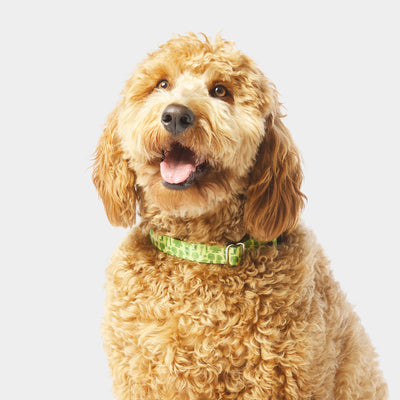 ParaNorman Zombie Collar