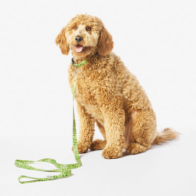 ParaNorman Zombie Leash